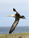 Waved Albatrossborder=